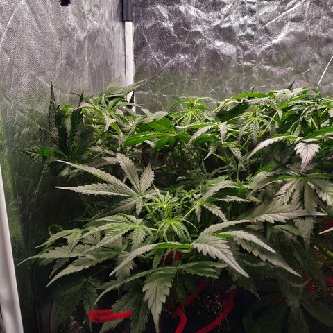 Gorilla Glue Auto growlog timeline photo