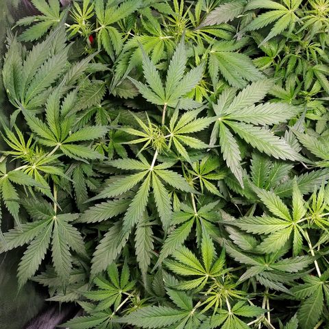 Gorilla Glue Auto growlog timeline photo