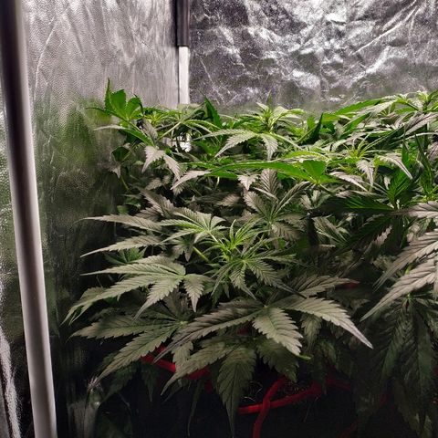 Gorilla Glue Auto growlog timeline photo