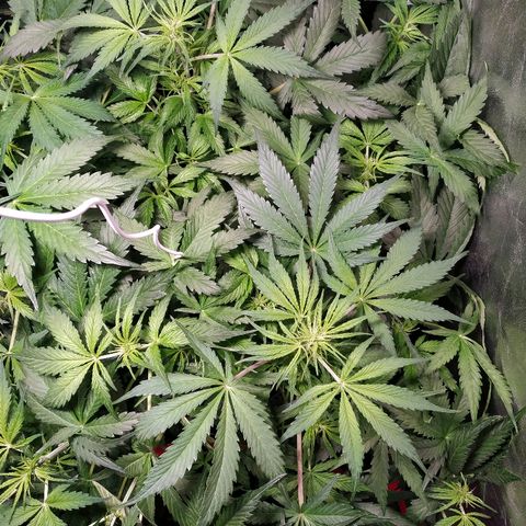 Sour Diesel Auto growlog timeline photo
