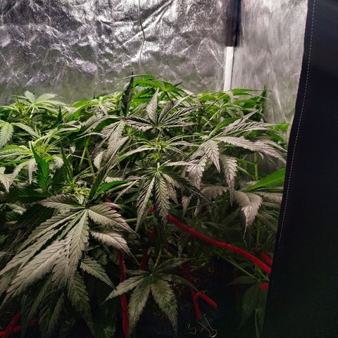 Sour Diesel Auto growlog timeline photo