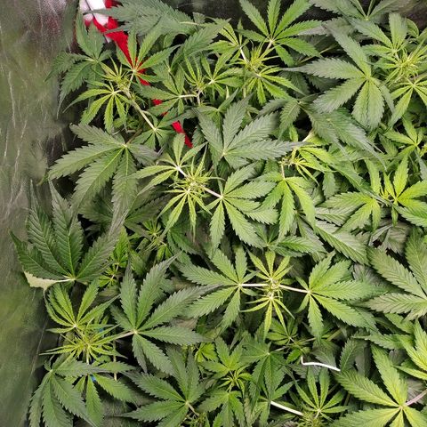 Gorilla Glue Auto growlog timeline photo