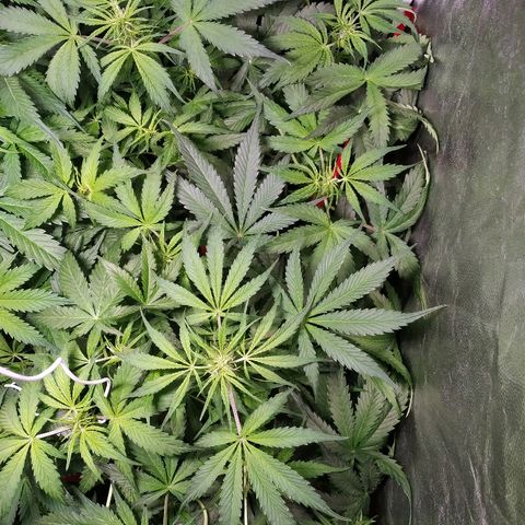 Sour Diesel Auto growlog timeline photo