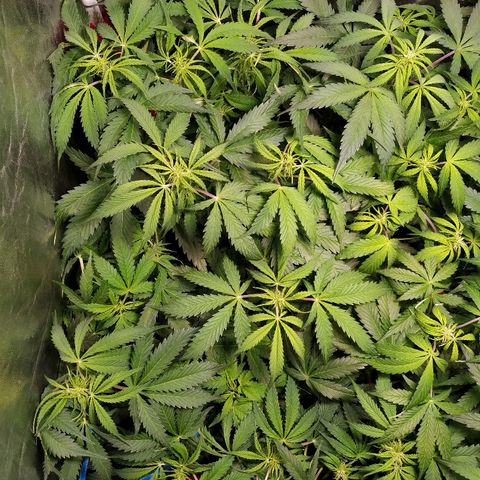 Gorilla Glue Auto growlog timeline photo
