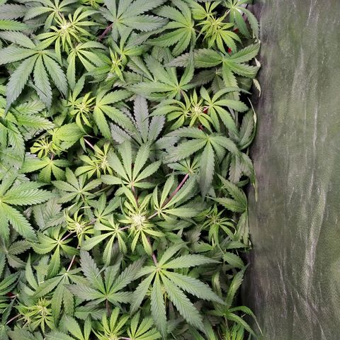 Sour Diesel Auto growlog timeline photo