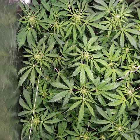 Gorilla Glue Auto growlog timeline photo