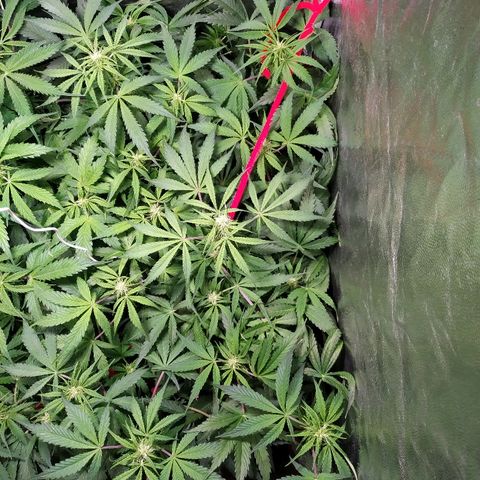 Sour Diesel Auto growlog timeline photo