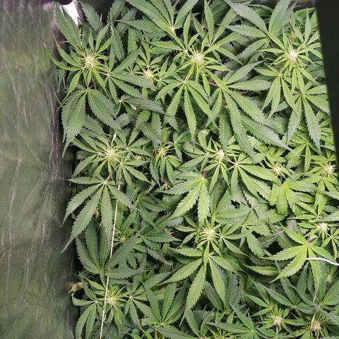 Gorilla Glue Auto growlog timeline photo