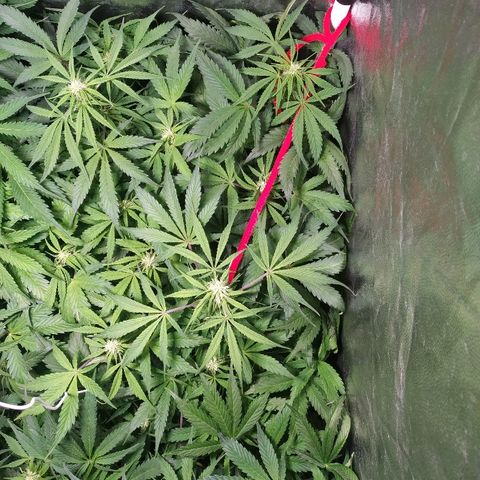 Sour Diesel Auto growlog timeline photo