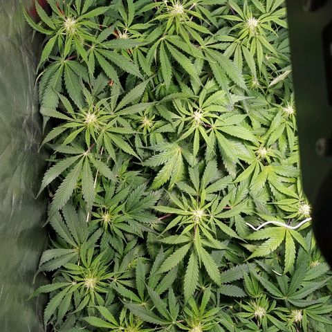 Gorilla Glue Auto growlog timeline photo