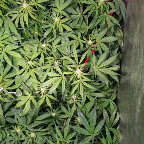 Sour Diesel Auto growlog timeline photo