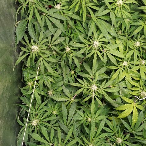 Gorilla Glue Auto growlog timeline photo