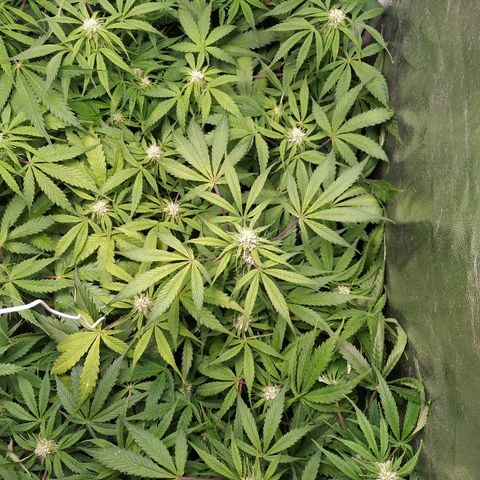 Sour Diesel Auto growlog timeline photo