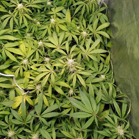 Sour Diesel Auto growlog timeline photo