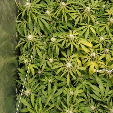 Gorilla Glue Auto growlog timeline photo