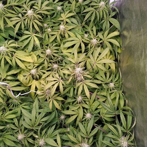 Sour Diesel Auto growlog timeline photo