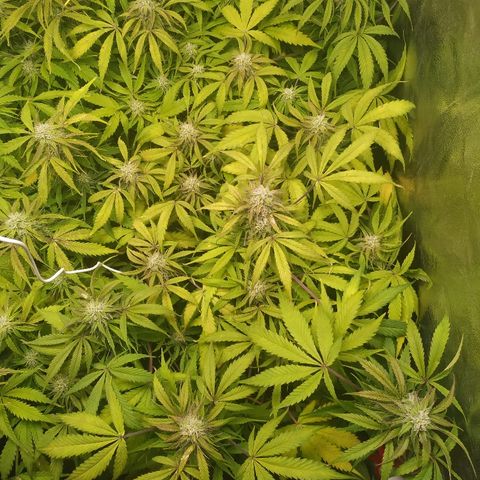 Sour Diesel Auto growlog timeline photo