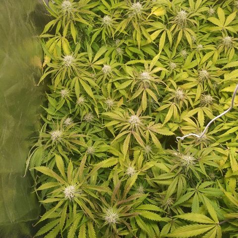 Gorilla Glue Auto growlog timeline photo
