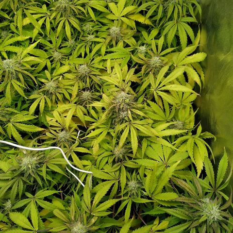 Sour Diesel Auto growlog timeline photo