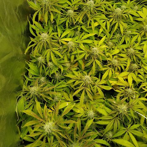 Gorilla Glue Auto growlog timeline photo