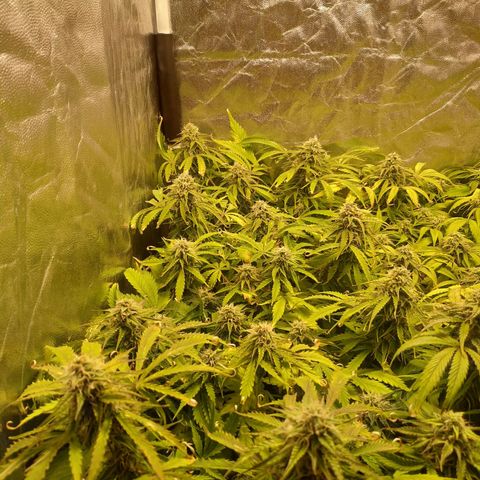 Gorilla Glue Auto growlog timeline photo