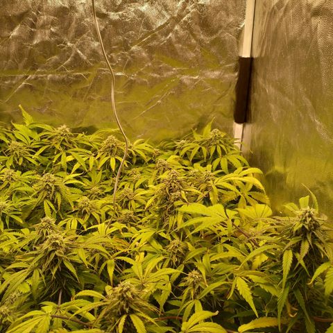 Sour Diesel Auto growlog timeline photo
