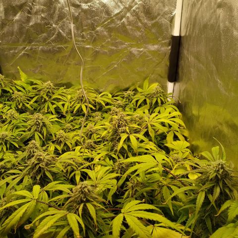 Sour Diesel Auto growlog timeline photo