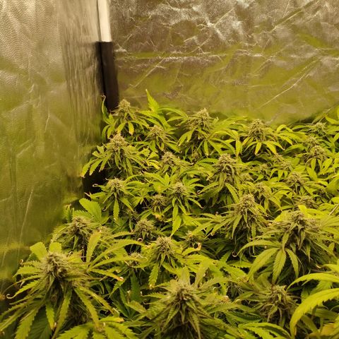 Gorilla Glue Auto growlog timeline photo