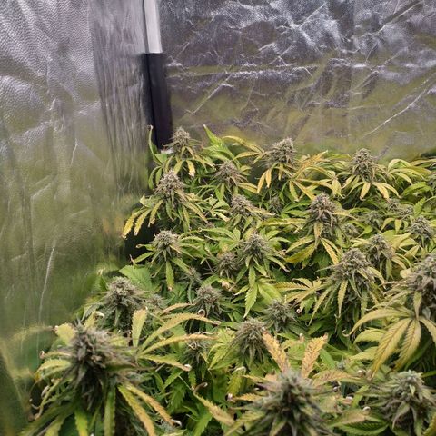 Gorilla Glue Auto growlog timeline photo
