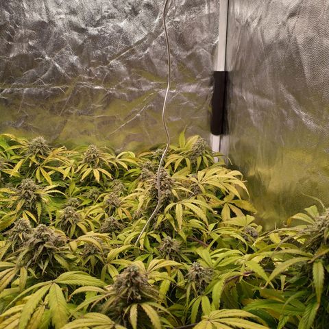 Sour Diesel Auto growlog timeline photo