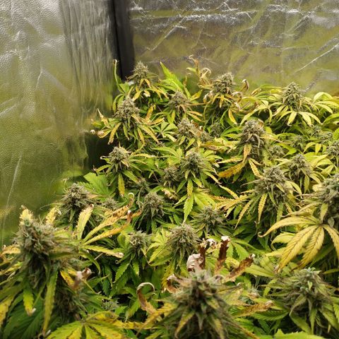 Gorilla Glue Auto growlog timeline photo