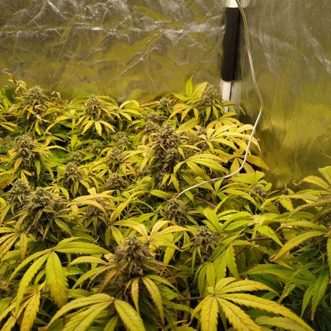Sour Diesel Auto growlog timeline photo