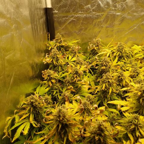Gorilla Glue Auto growlog timeline photo