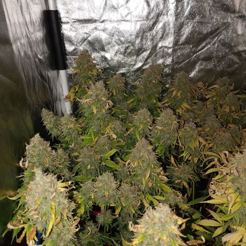 Gorilla Glue Auto growlog timeline photo