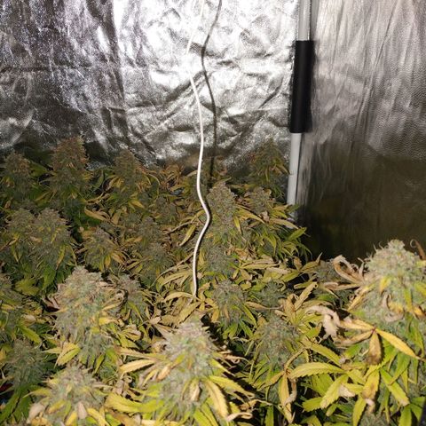 Sour Diesel Auto growlog timeline photo