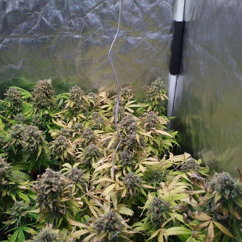 Sour Diesel Auto growlog timeline photo