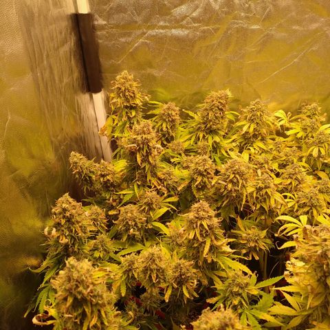 Gorilla Glue Auto growlog timeline photo