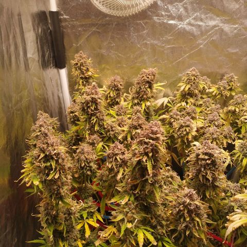 Gorilla Glue Auto growlog timeline photo