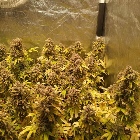 Sour Diesel Auto growlog timeline photo