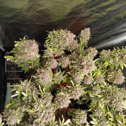Gorilla Glue Auto growlog timeline photo