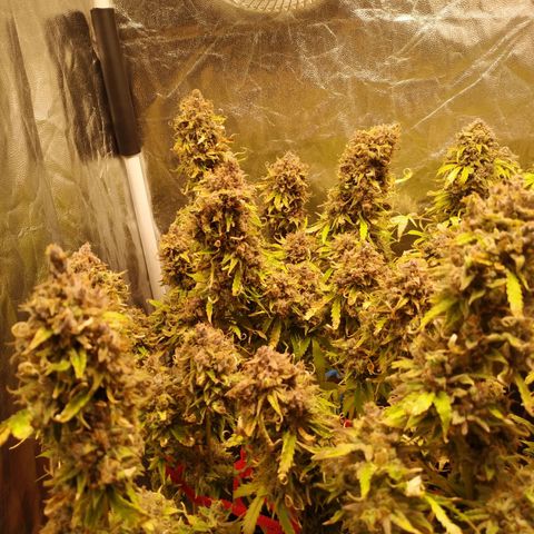 Gorilla Glue Auto growlog timeline photo