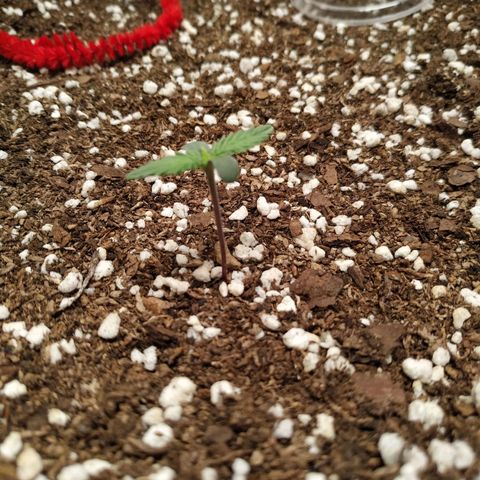 Girl Scout Cookies Auto growlog timeline photo