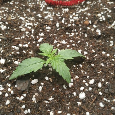 Girl Scout Cookies Auto growlog timeline photo