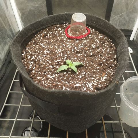 Girl Scout Cookies Auto growlog timeline photo