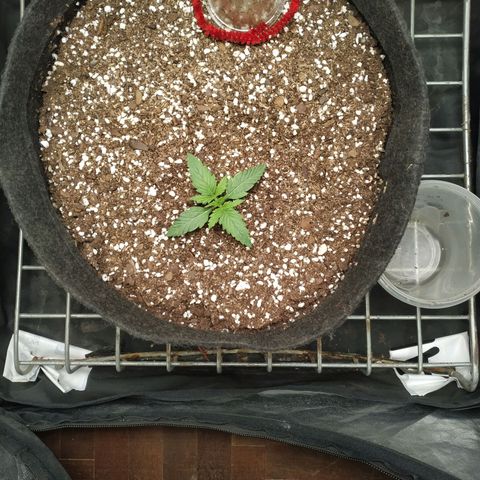 Girl Scout Cookies Auto growlog timeline photo