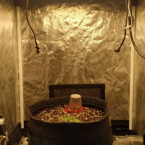 Girl Scout Cookies Auto growlog timeline photo