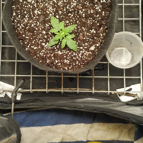 Girl Scout Cookies Auto growlog timeline photo