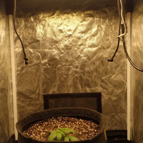 Girl Scout Cookies Auto growlog timeline photo
