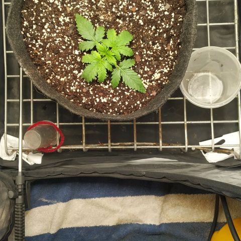 Girl Scout Cookies Auto growlog timeline photo