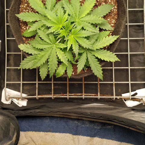 Girl Scout Cookies Auto growlog timeline photo